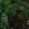 Monstera Adansonii